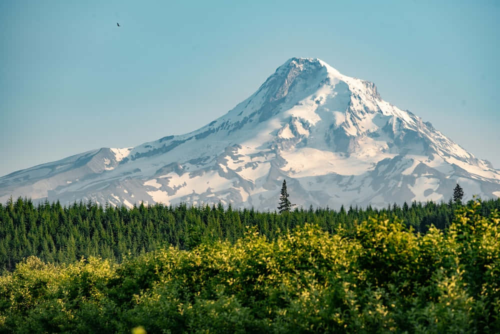 Mounthood, Den Majestätiska Snötäckta Toppen I Oregon