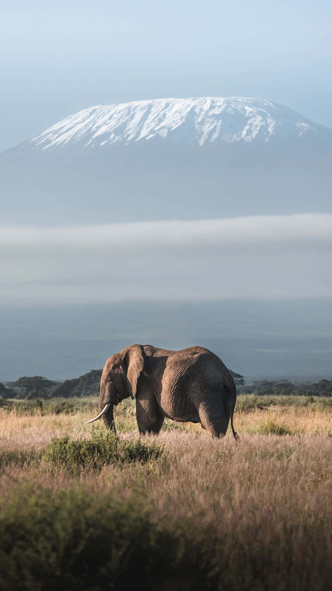 Monte Kilimanjaro med elefantportræt. Wallpaper