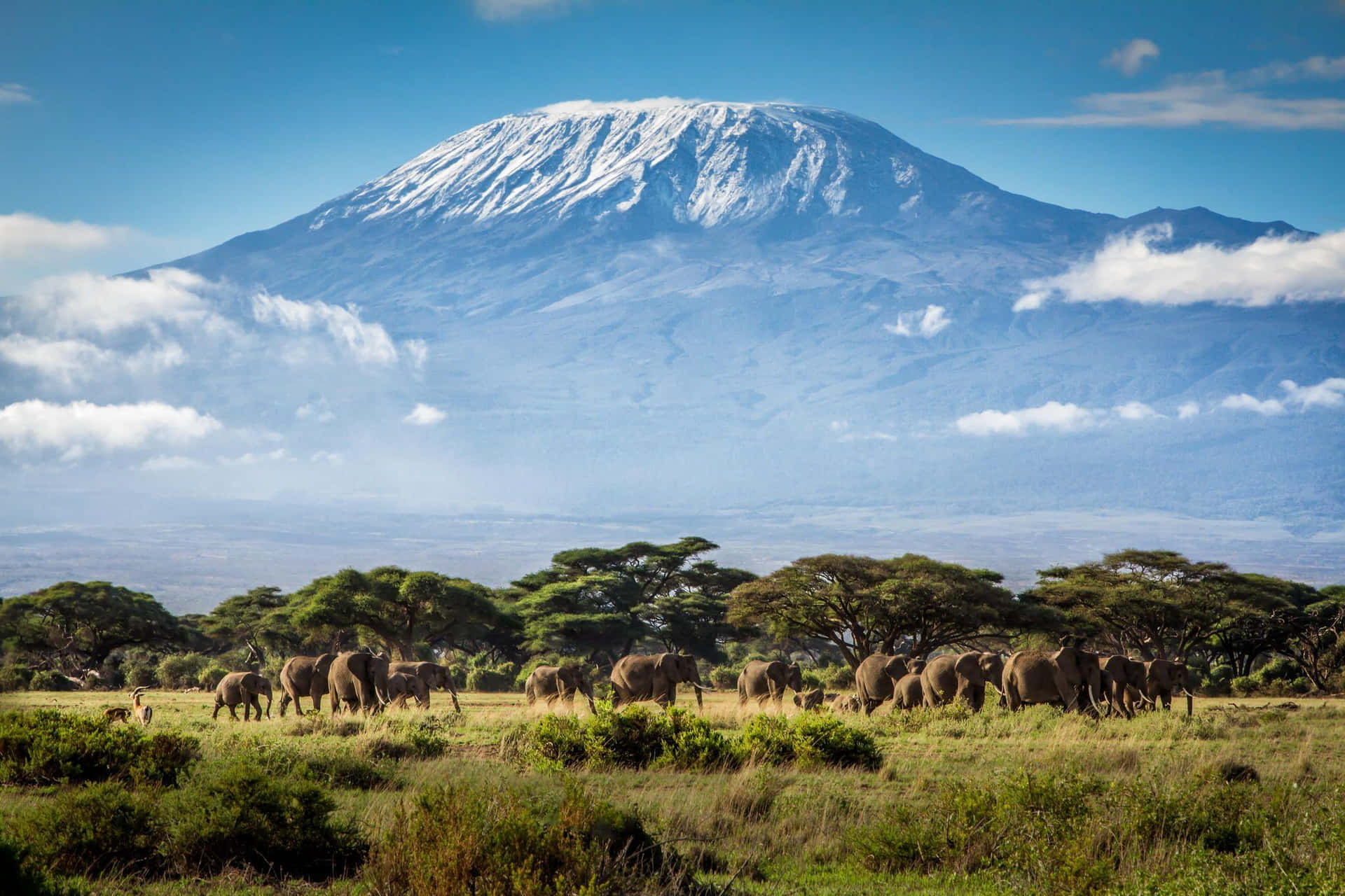 Mount Kilimanjaro With Elephants Wallpaper