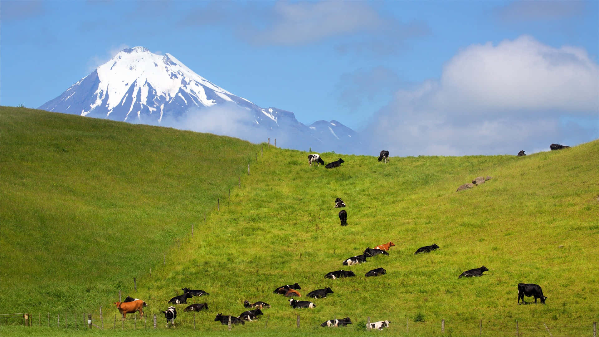 Mount Taranaki Cows Grazing New Zealand Wallpaper