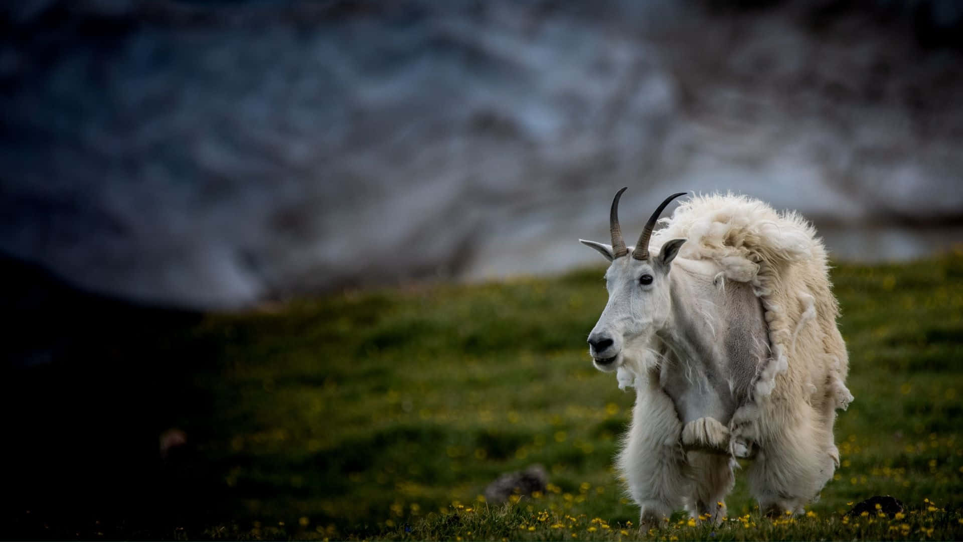 Mountain_ Goat_ Grazing_ Alpine_ Meadow.jpg Wallpaper