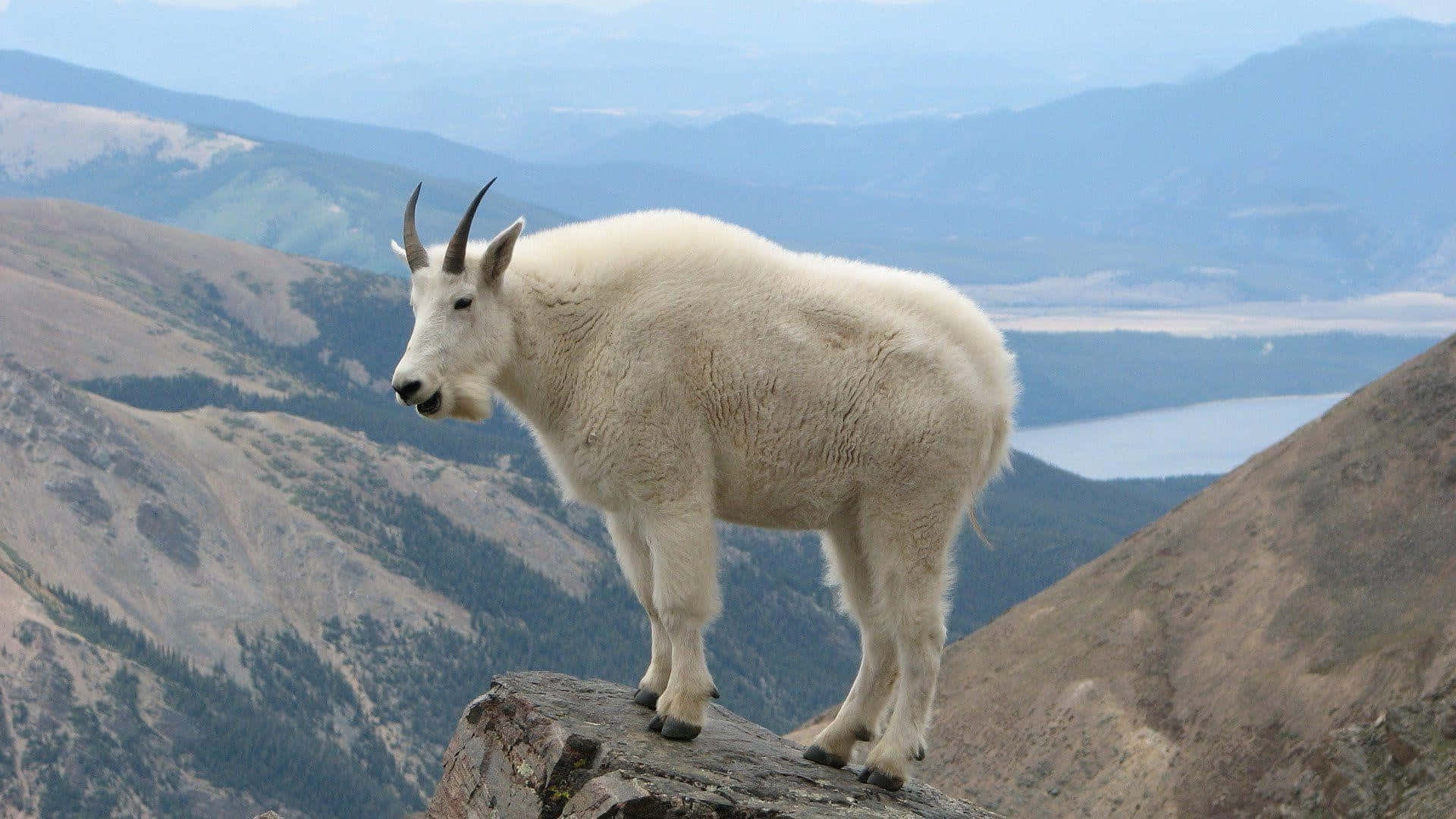 Mountain Goat High Altitude Perch Wallpaper