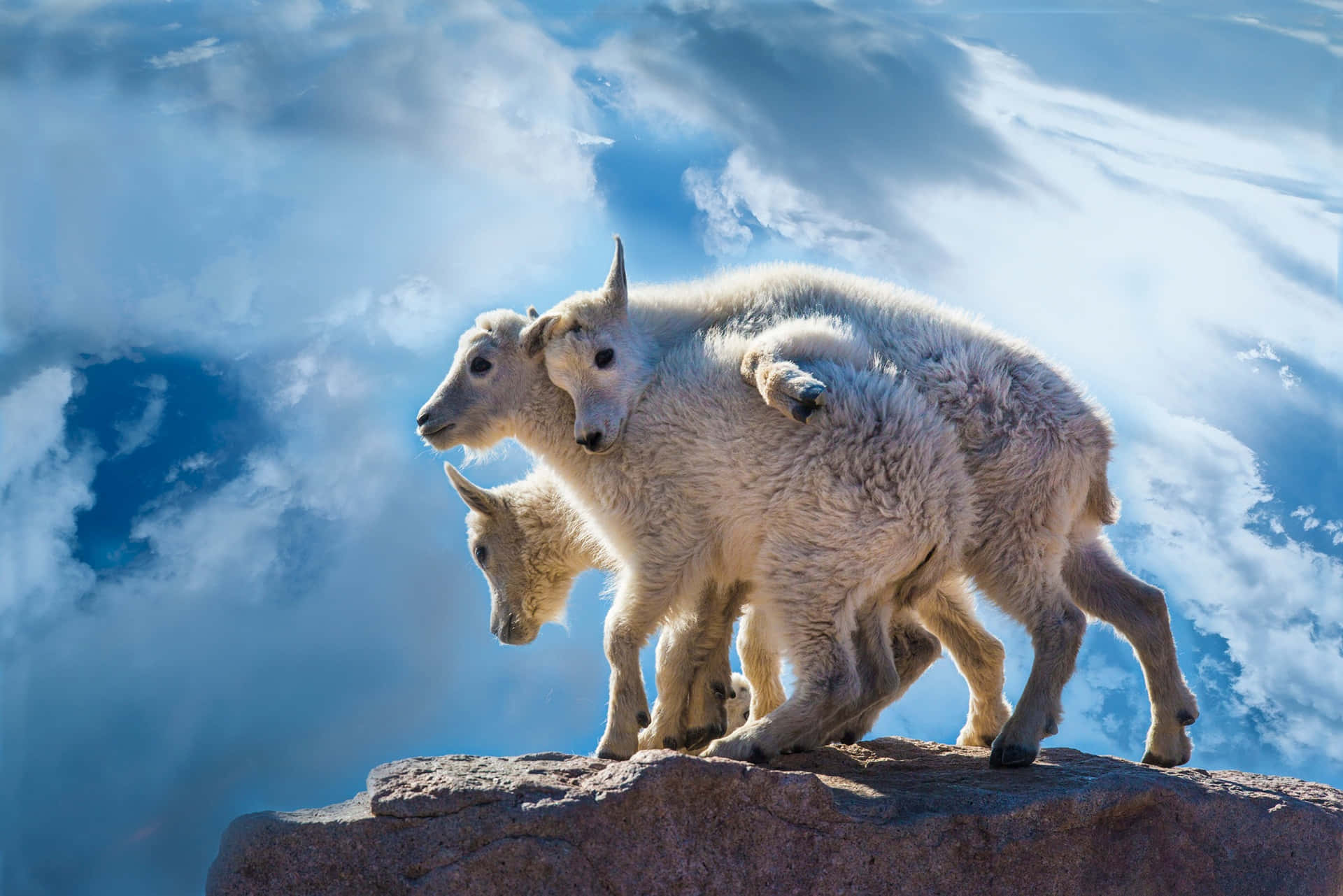 Mountain Goat Kids On Cliff Edge Wallpaper