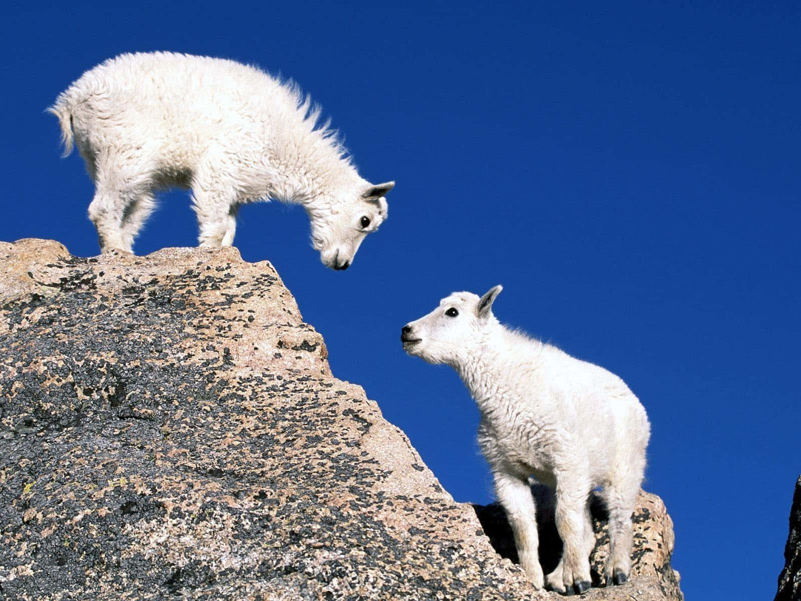 Mountain Goat Kids On Rocky Ledge Wallpaper