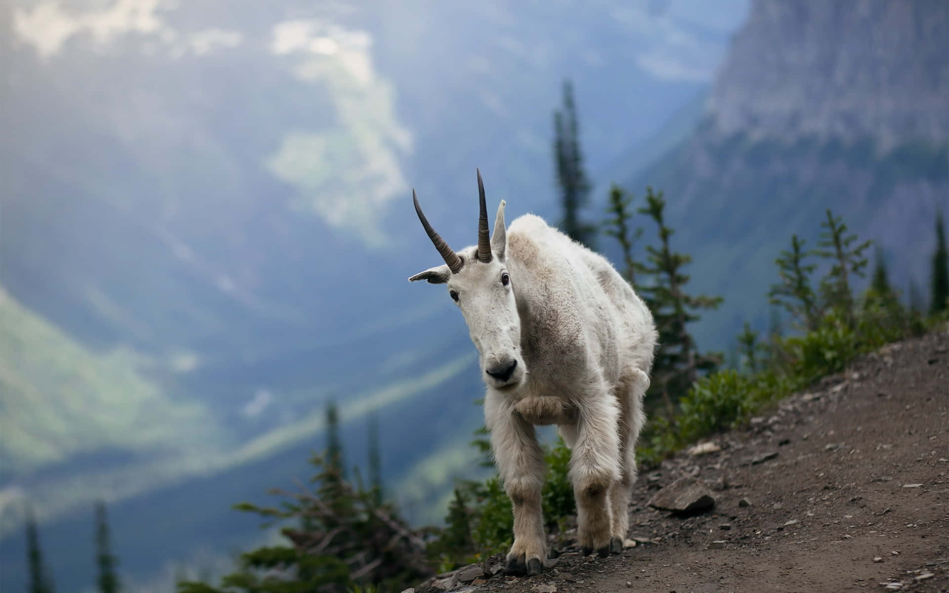 Mountain Goat Majestic Mountain Backdrop Wallpaper