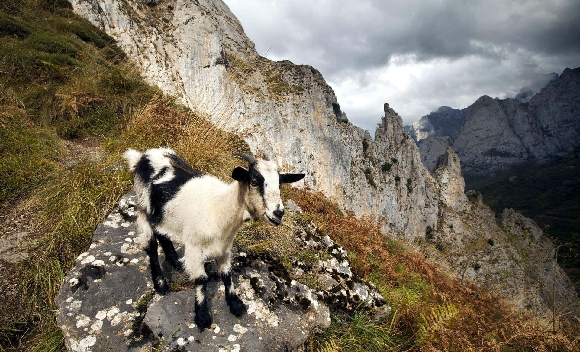 Mountain_ Goat_on_ Rugged_ Cliff Wallpaper