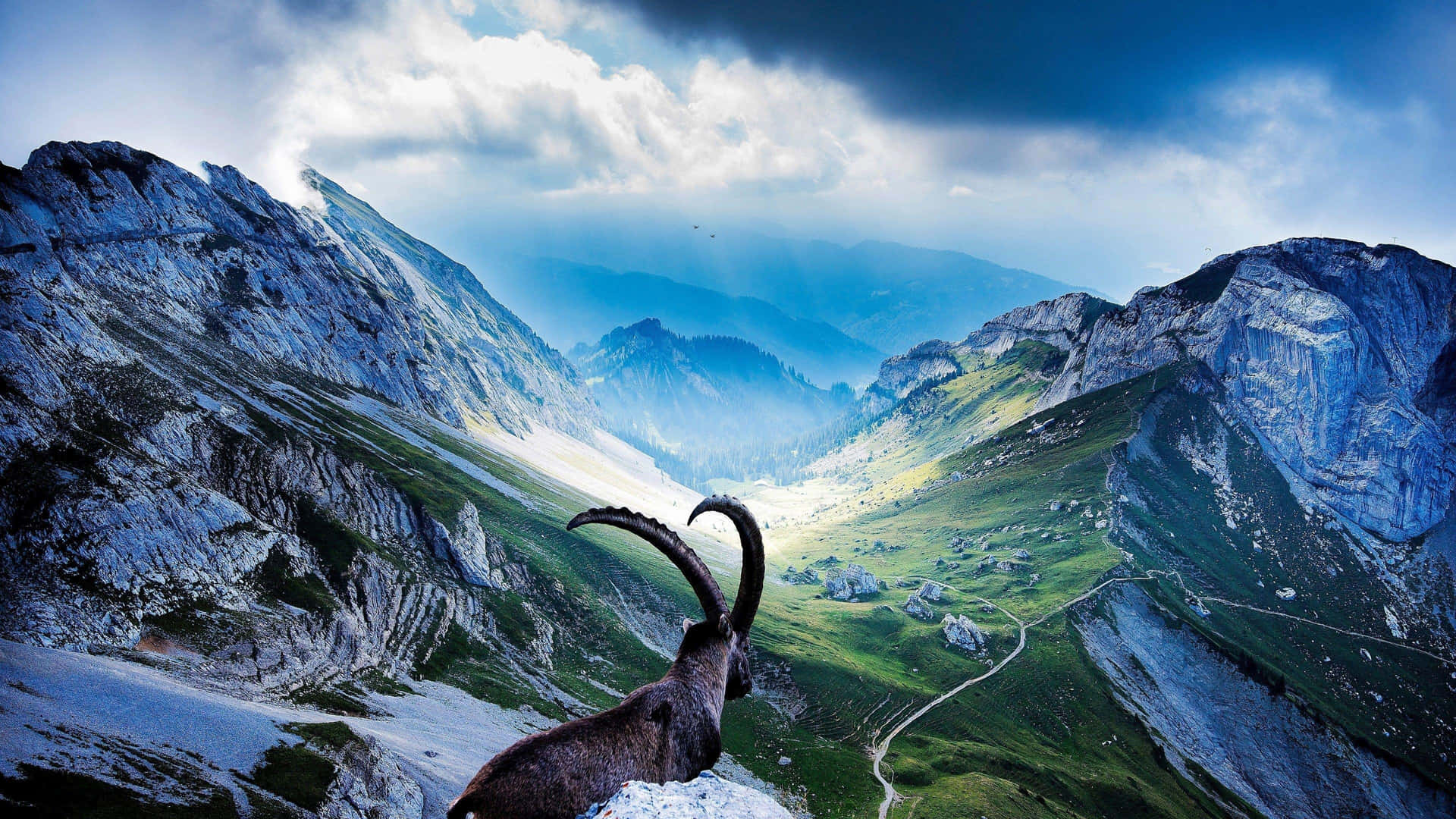 Mountain Goat Overlooking Valley