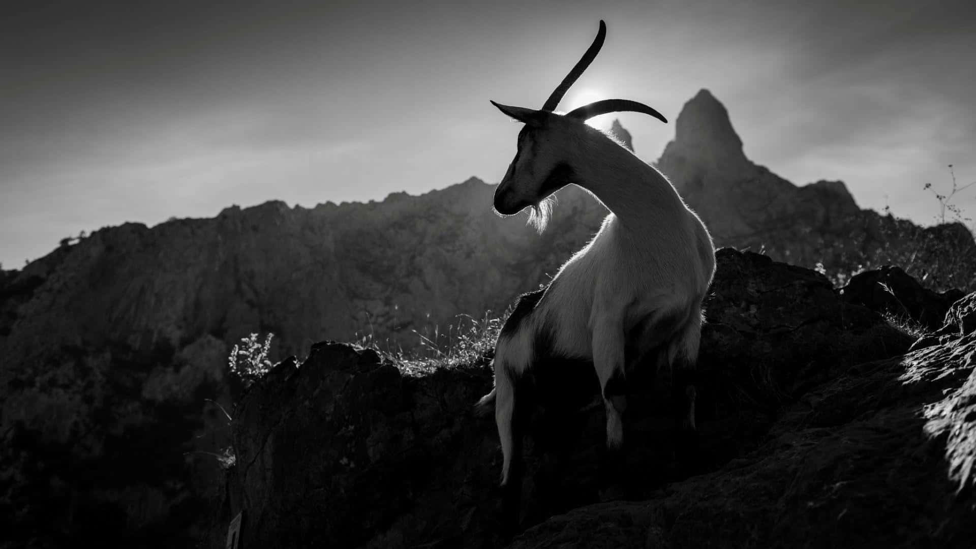 An up-close photograph of a wild Mountain Goat.