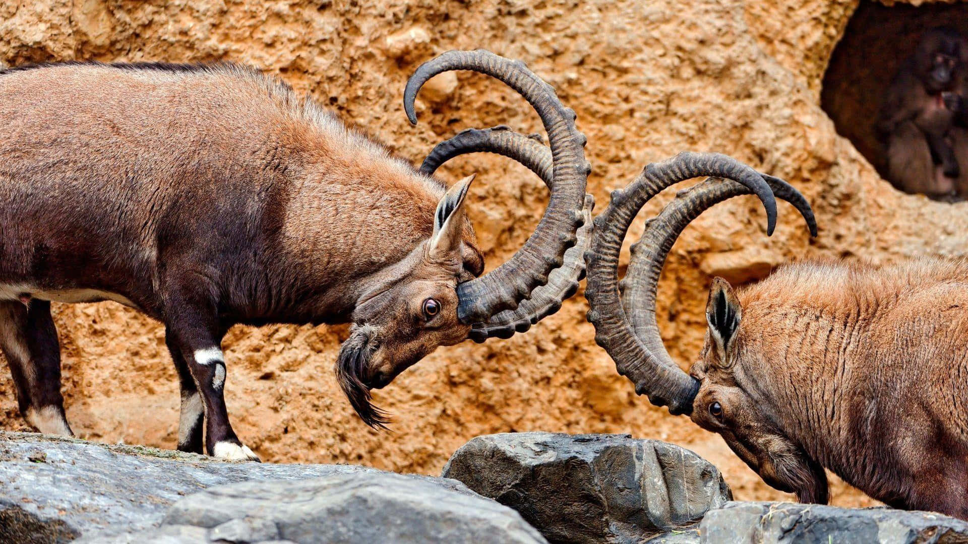 A vigorous mountain goat enjoys the rocky landscape.