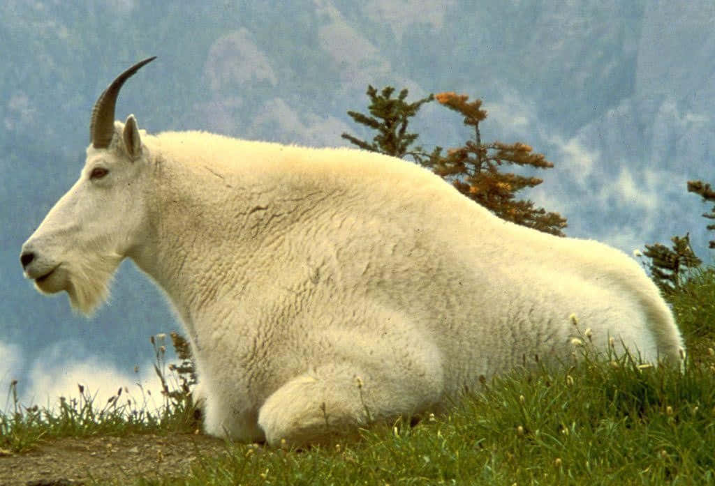 A Rocky Mountain Goat perched on a rock