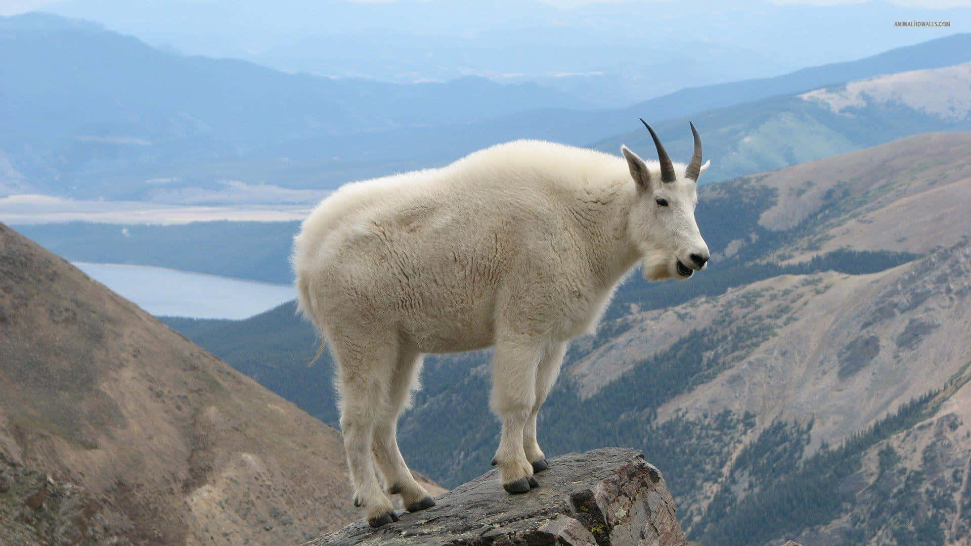 A White Mountain Goat Standing On Top Of A Mountain