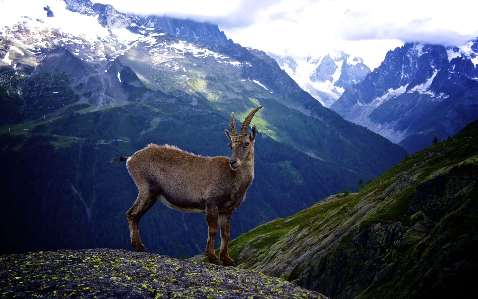 A Goat Standing On Top Of A Mountain With Mountains In The Background