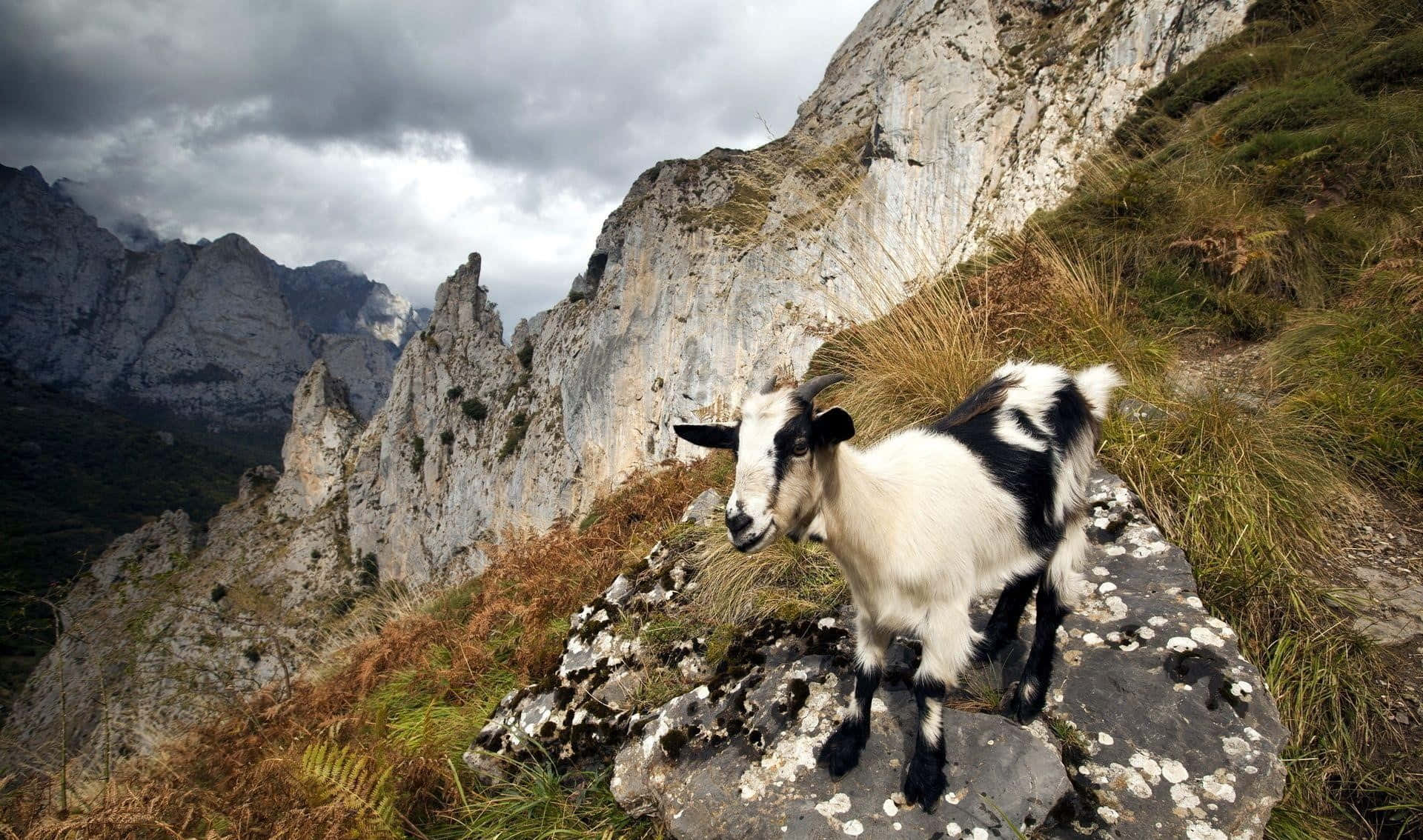 A graceful mountain goat surveys a stunning landscape