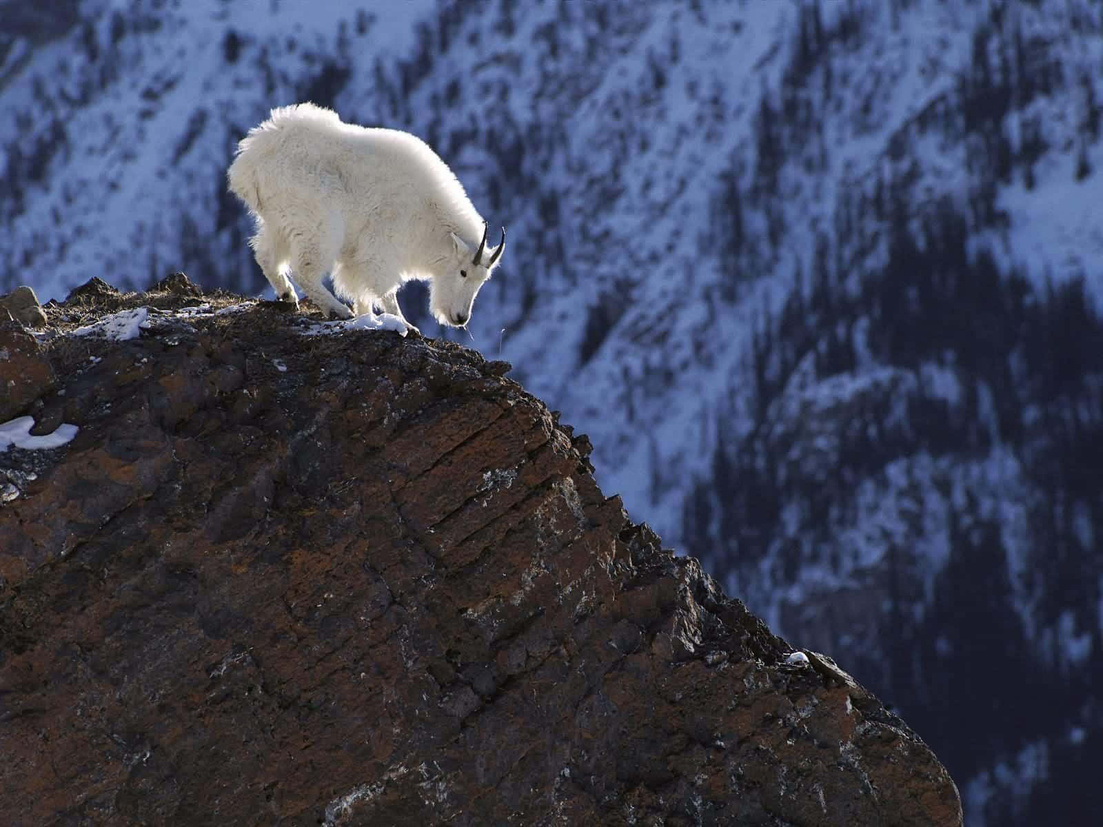 A Mountain Goat Admiring the View
