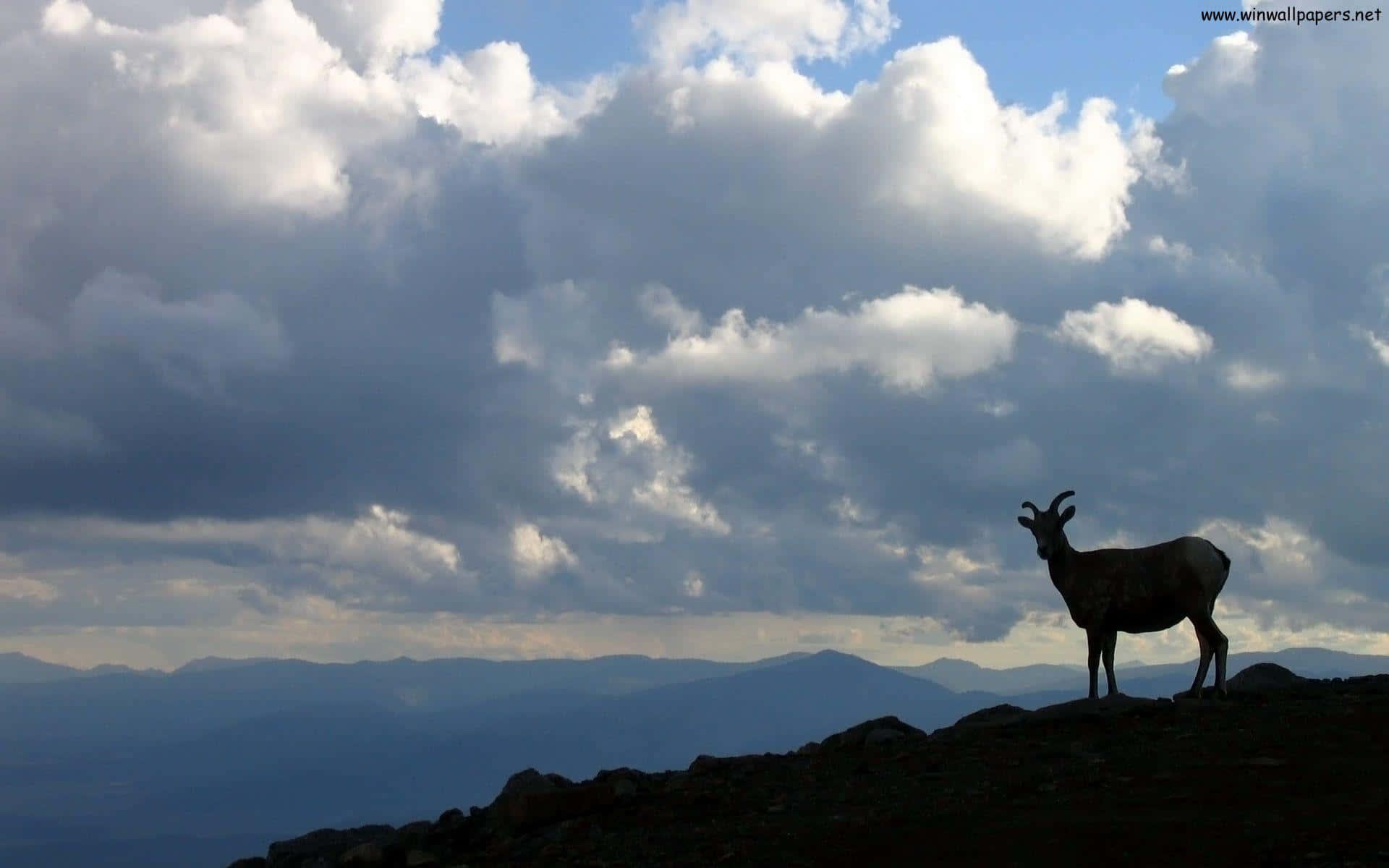 A Deer Stands On Top Of A Mountain With Clouds In The Background