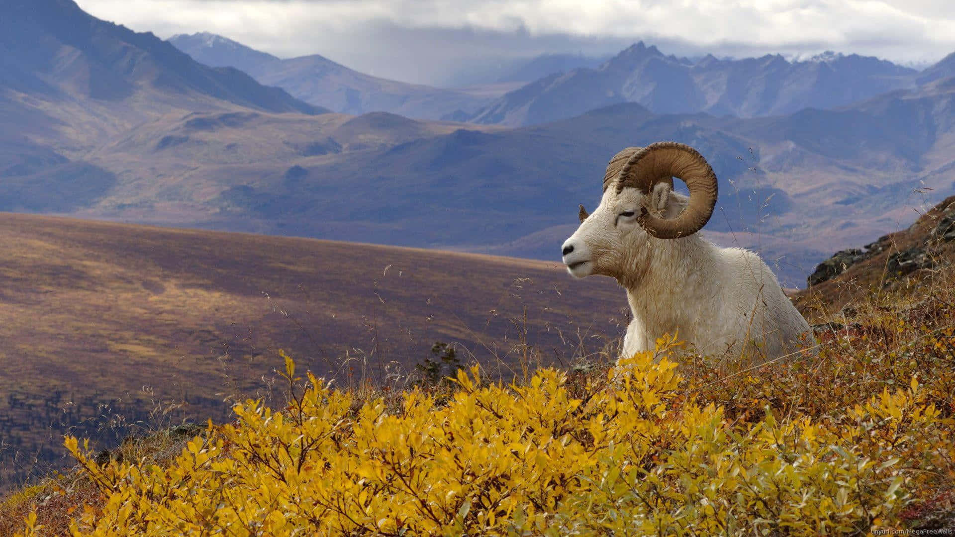 A Mountain Goat Surveying Its Surroundings
