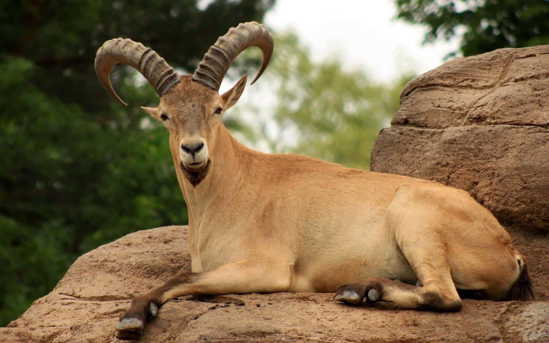 A Ram Laying On A Rock