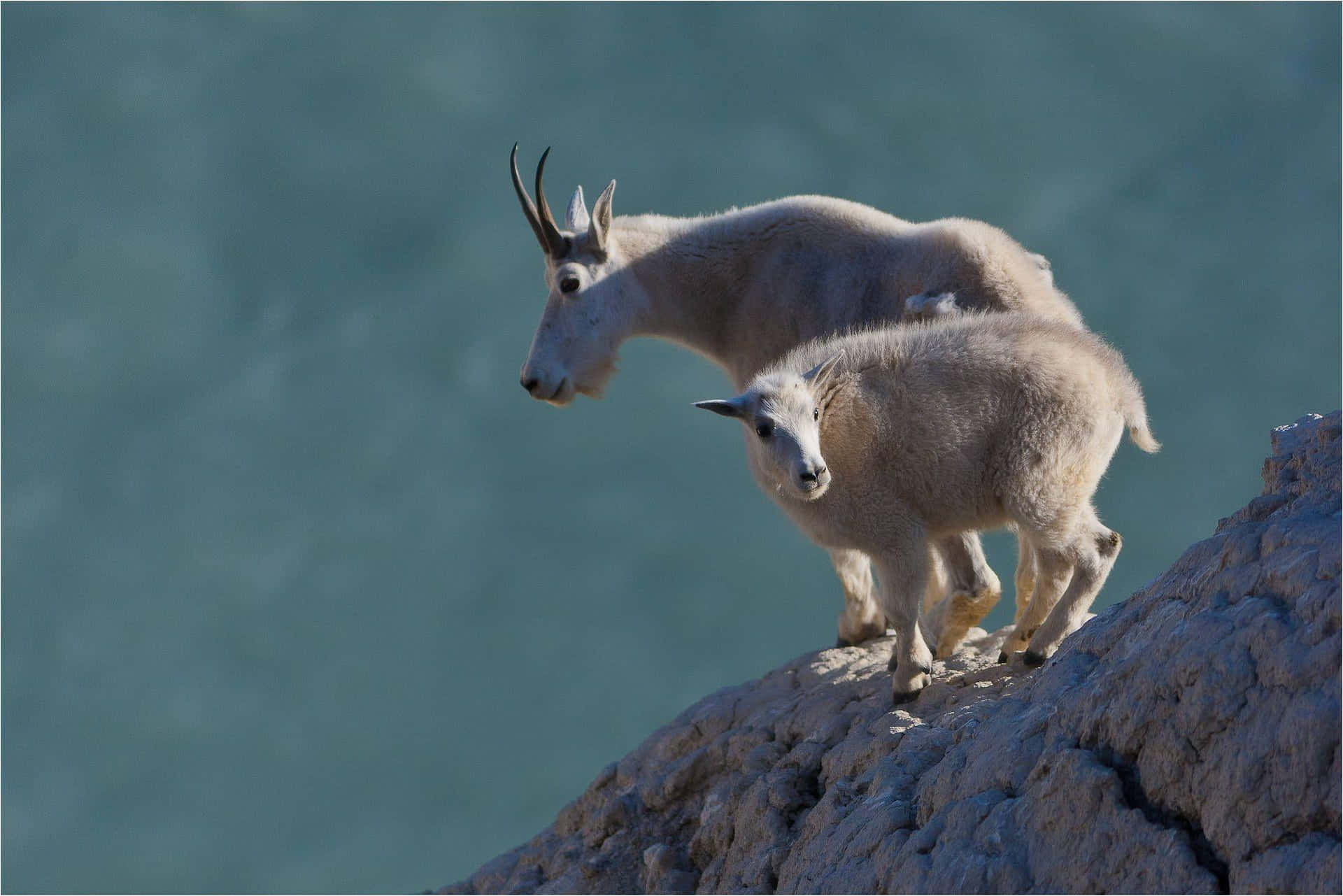 A mountain goat atop a rocky mountain ridge