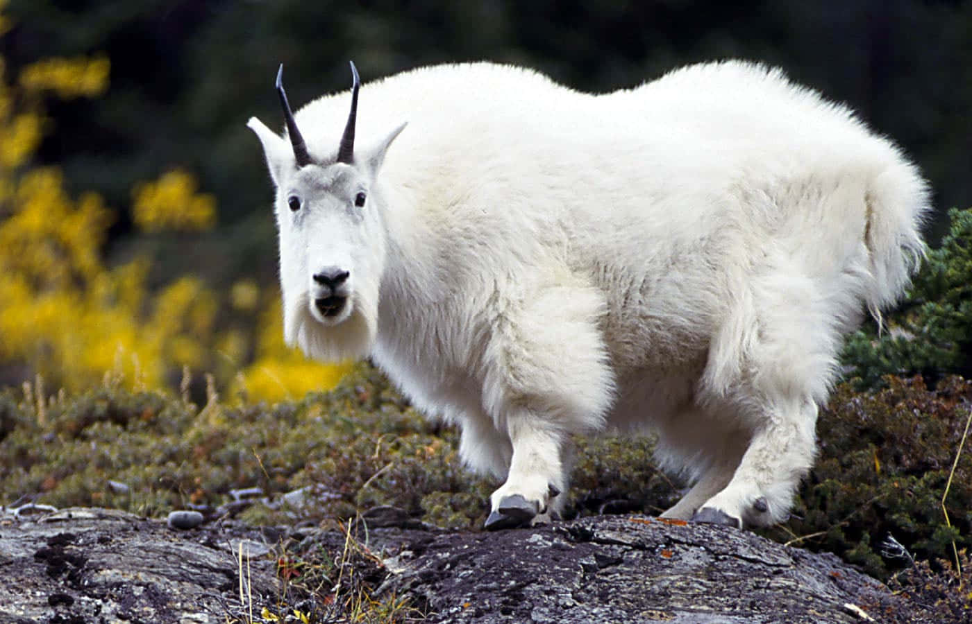 A majestic mountain goat on rocks