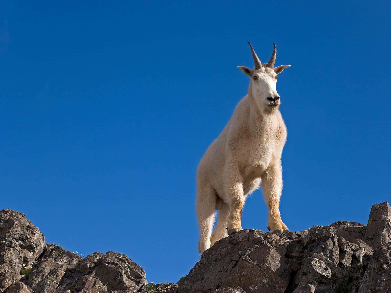 A Mountain Goat Standing On Top Of A Rocky Mountain