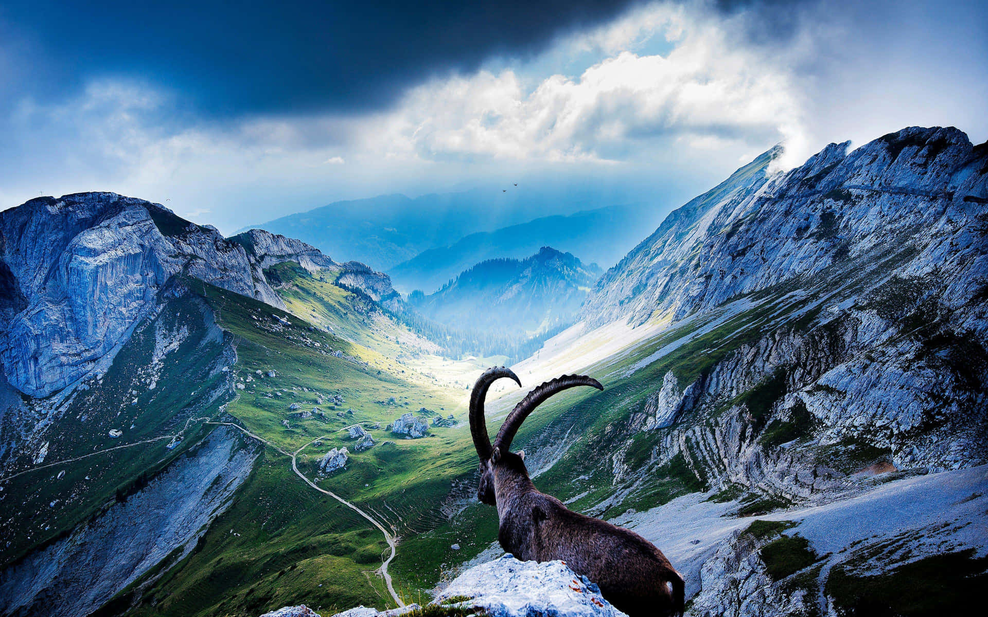 A daring mountain goat scaling a cliff face