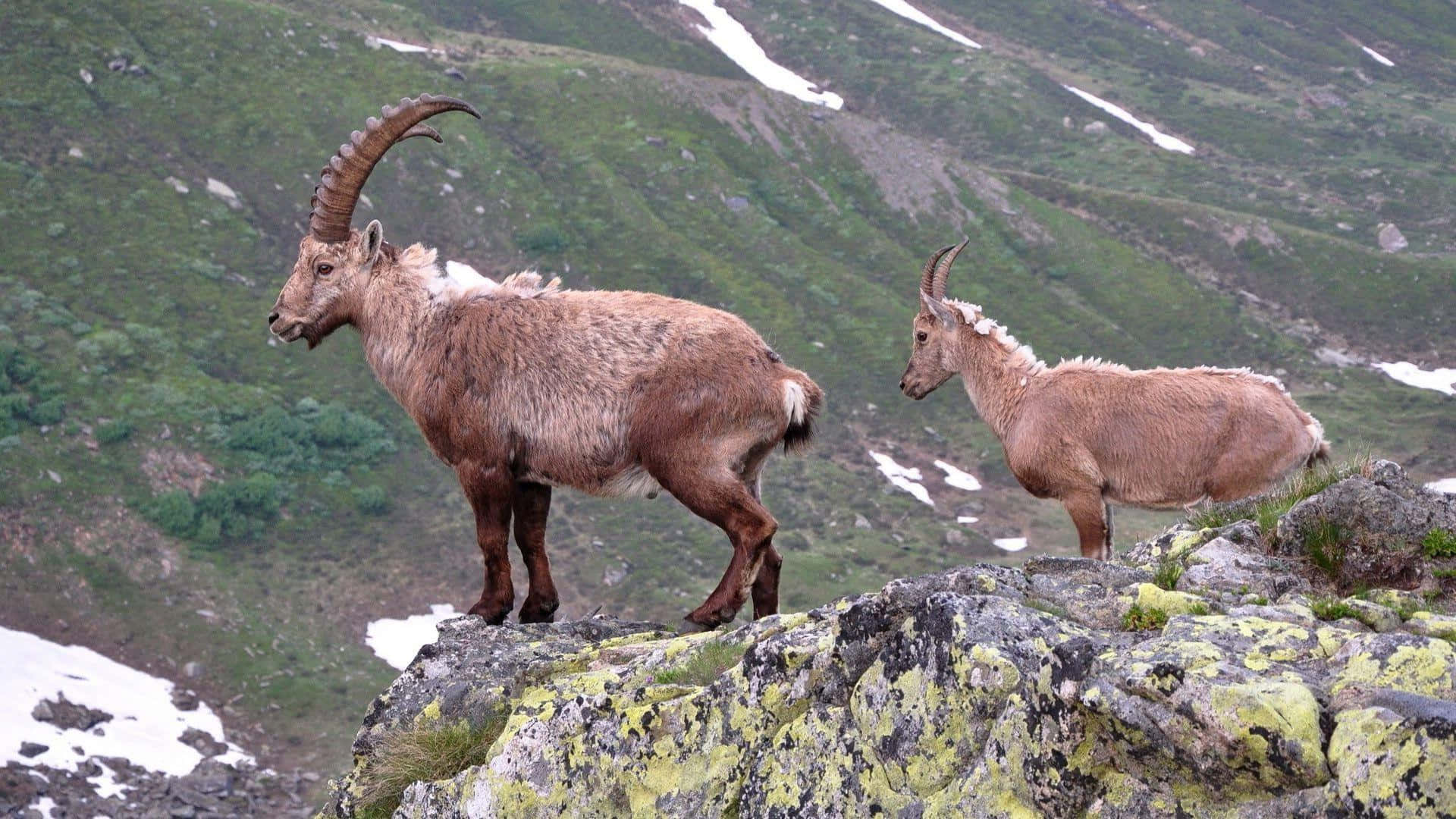 Mountain Goat Exploring the Swiss Alps