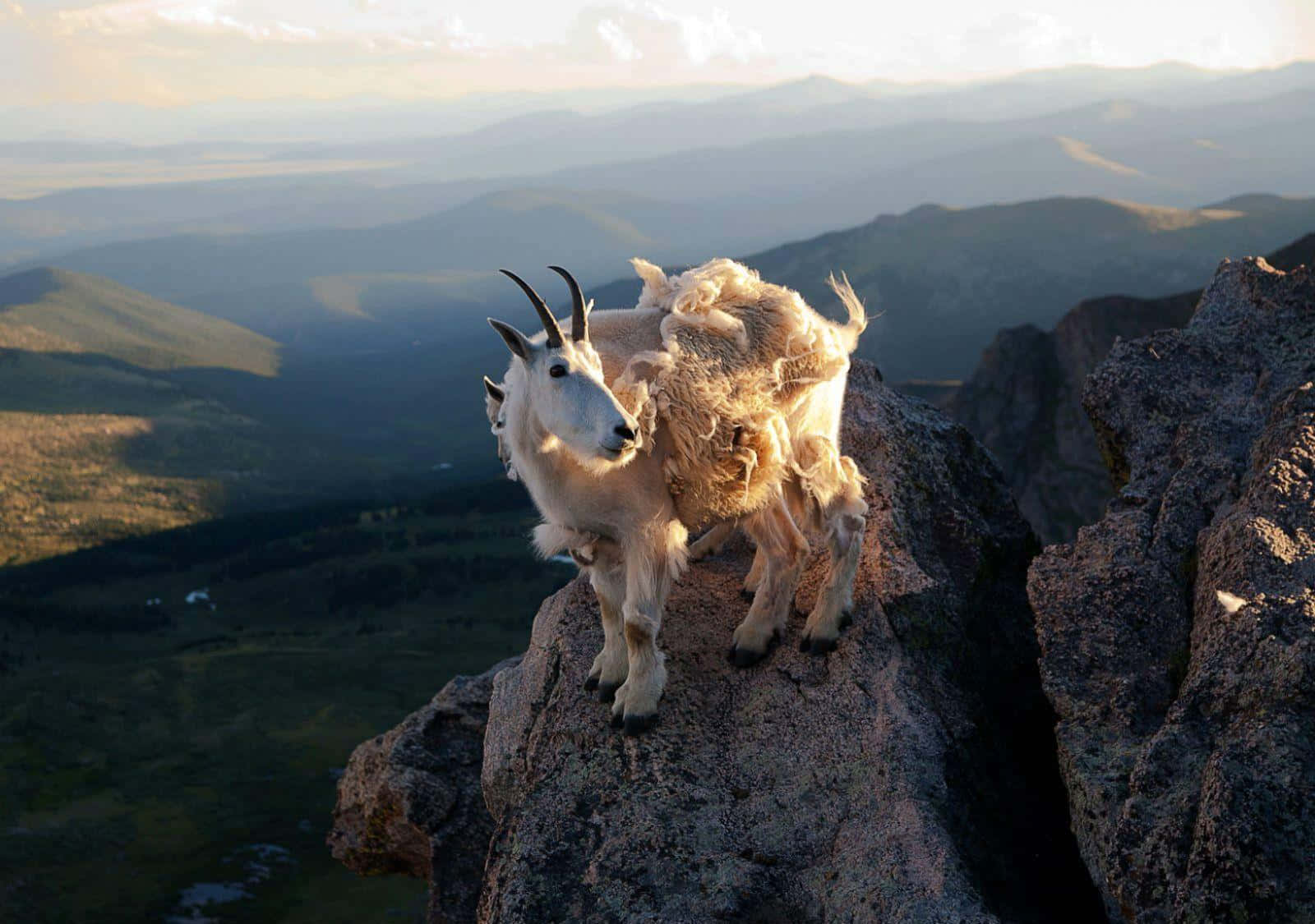 A Goat Standing On Top Of A Mountain