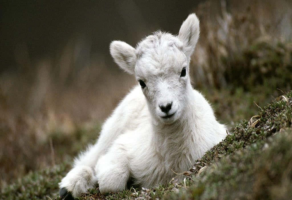 A Baby Goat Is Laying On The Ground