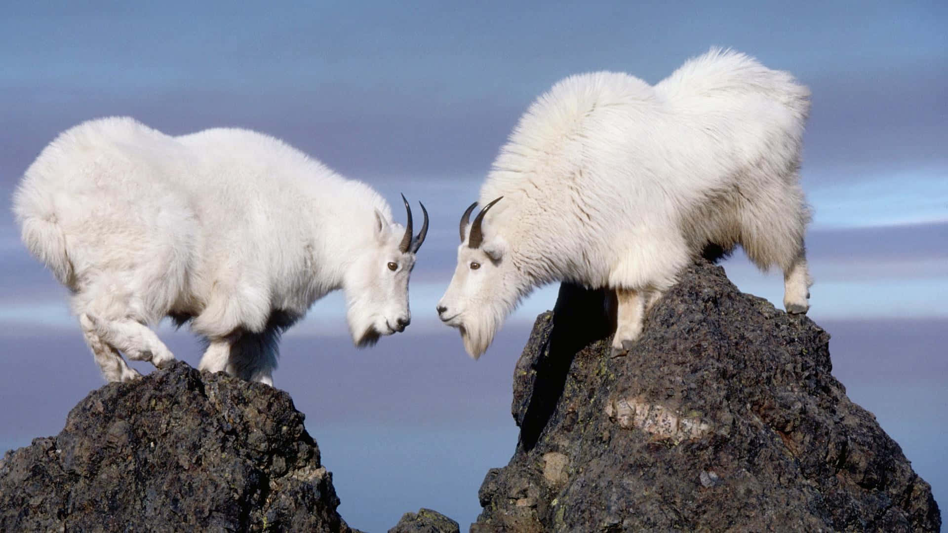 Two White Mountain Goats Standing On Top Of A Rock