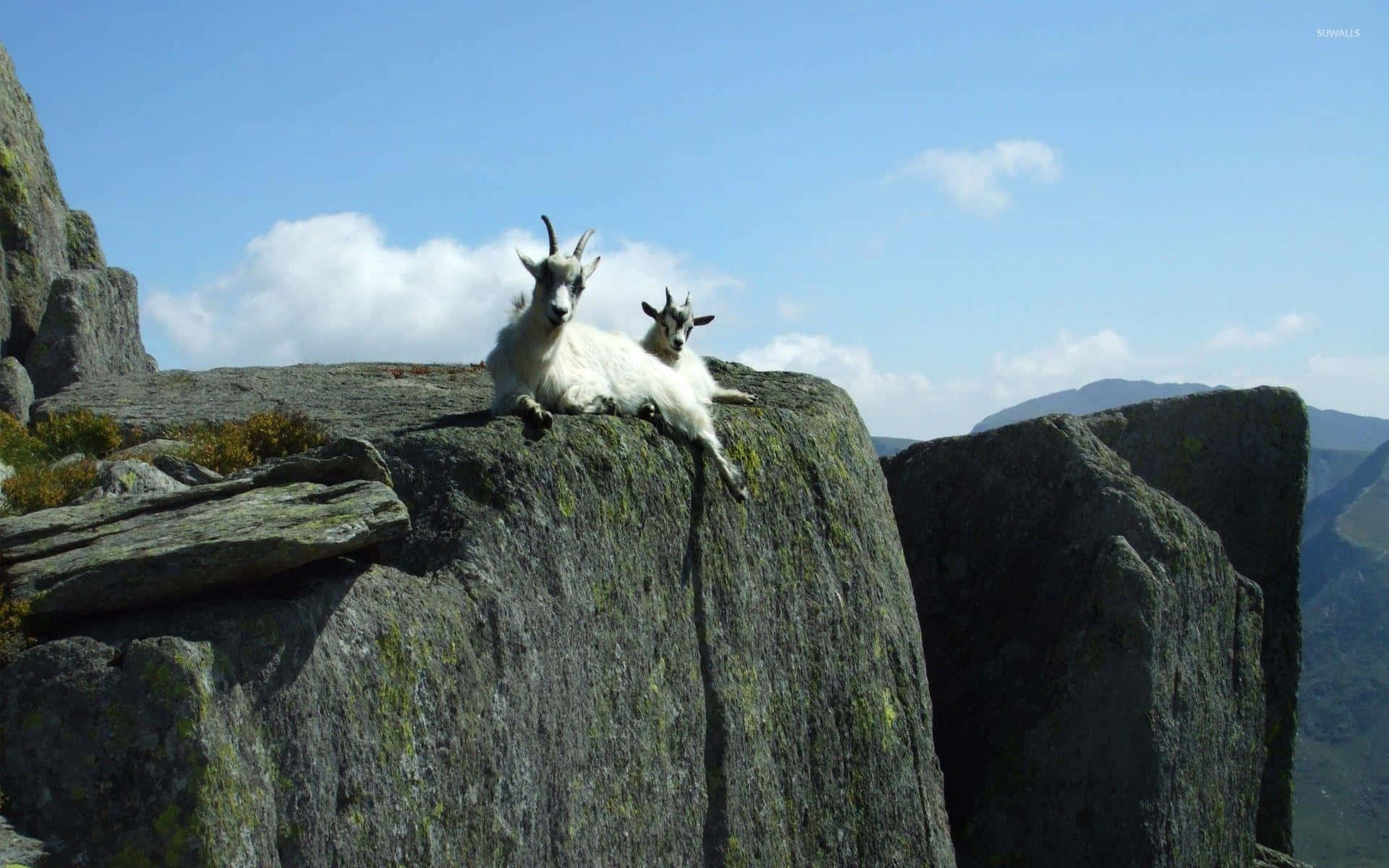 Two Goats On A Rocky Ledge