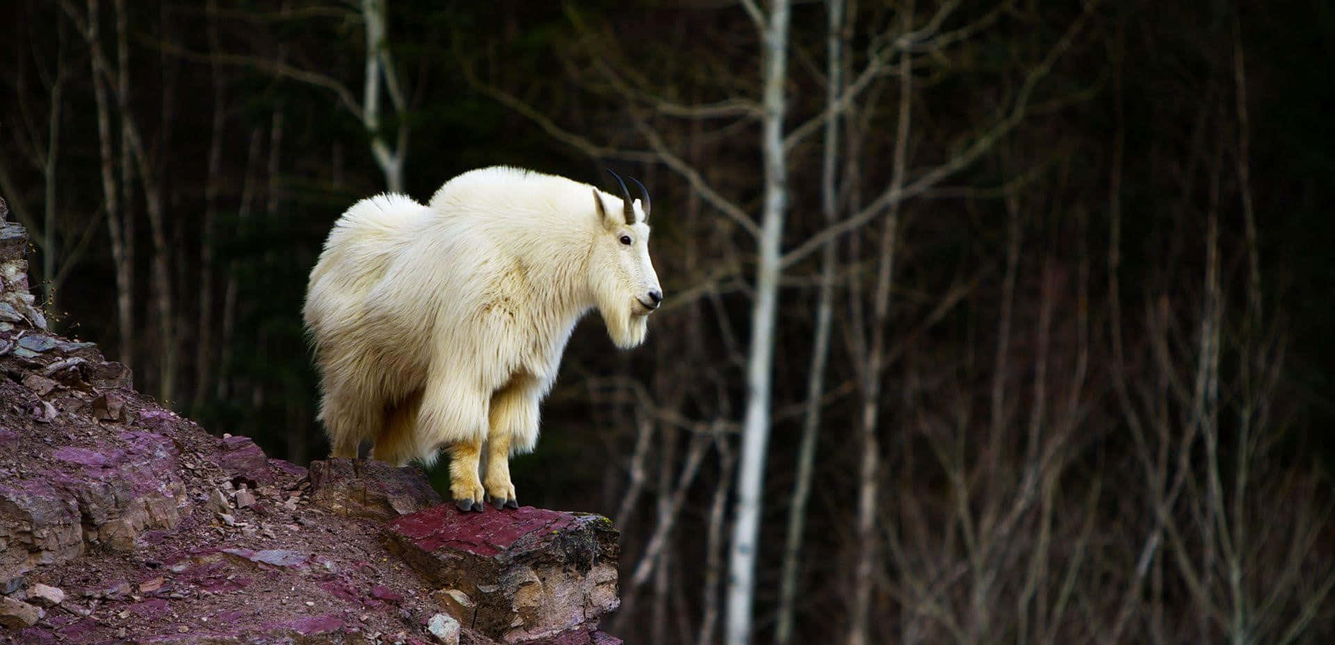 A White Goat Standing On A Rocky Cliff