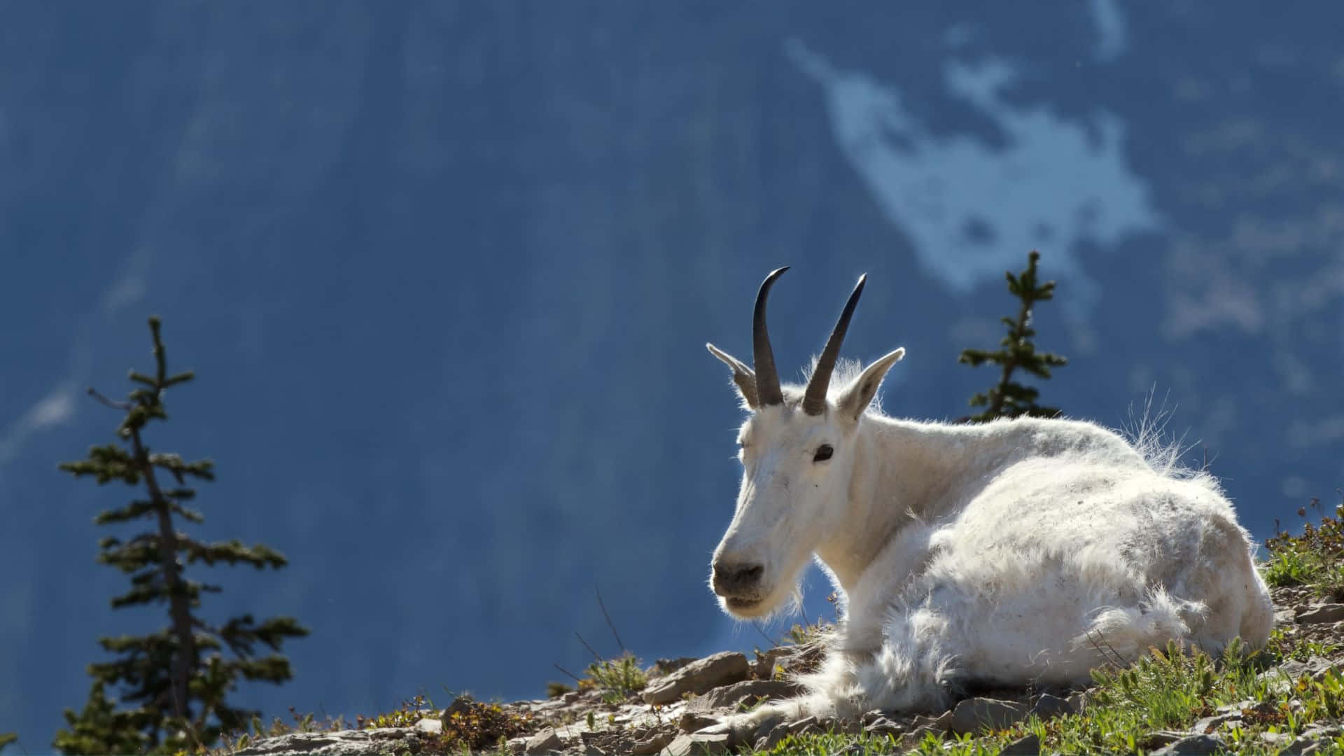 Mountain_ Goat_ Resting_ Above_ Timberline Wallpaper