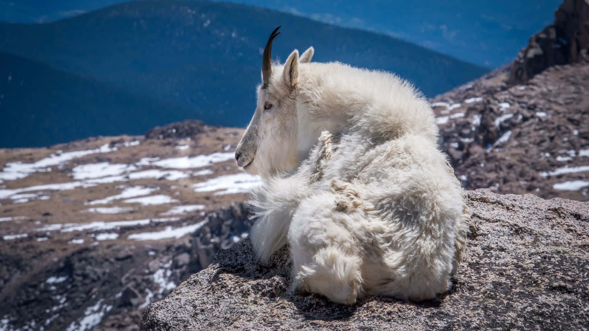 Mountain_ Goat_ Resting_on_ Rocky_ Ledge Wallpaper