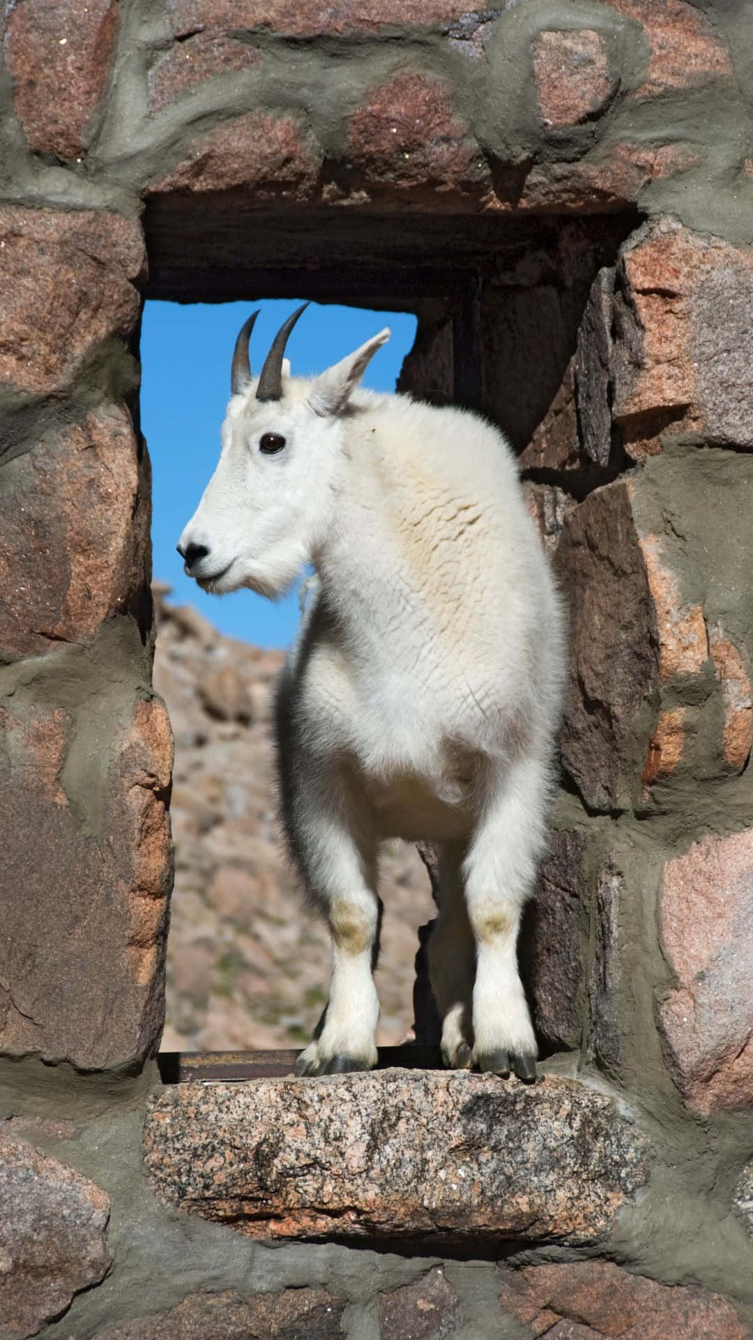 Mountain Goat Stone Window Wallpaper