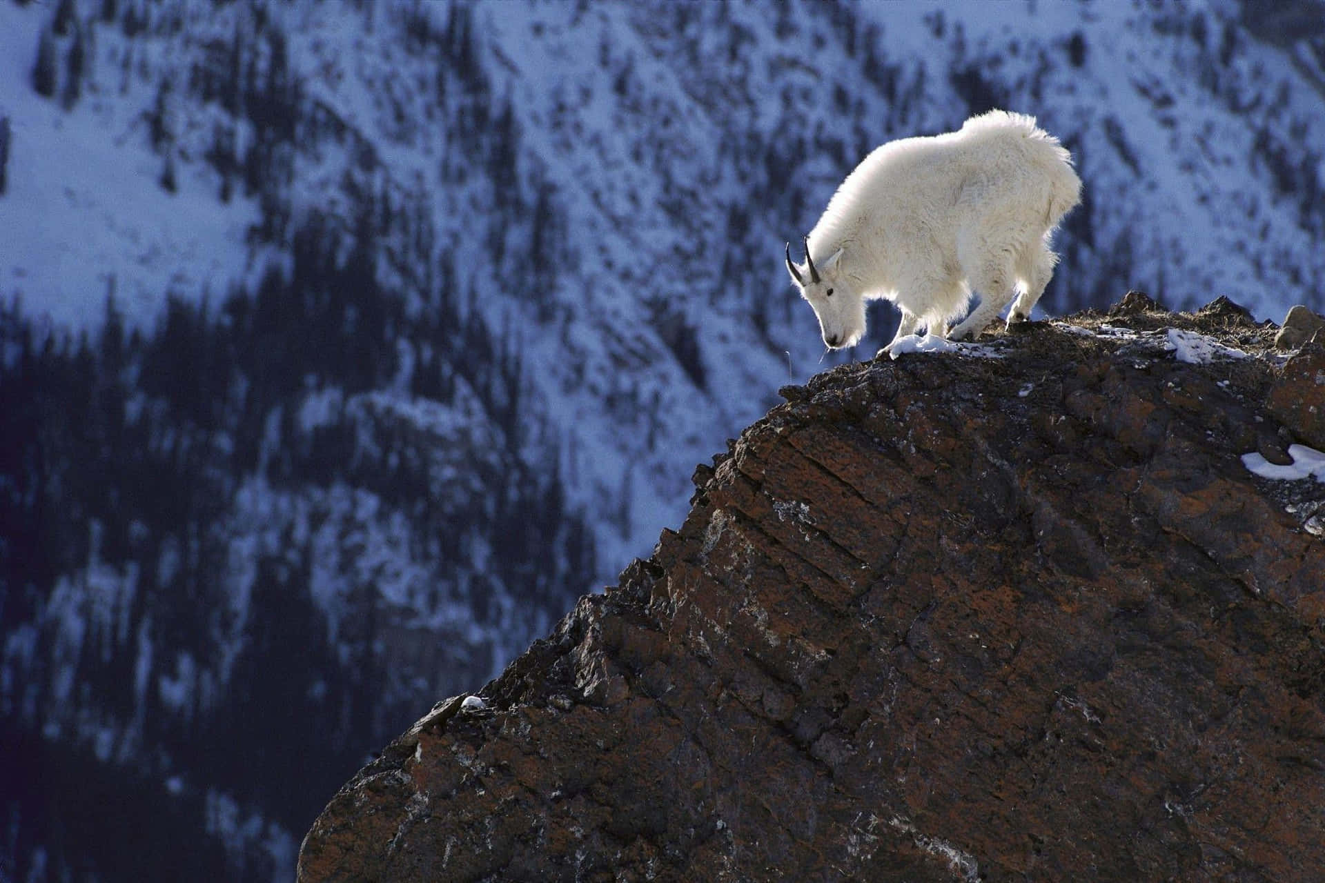 Mountain Goat Summit Perch Wallpaper