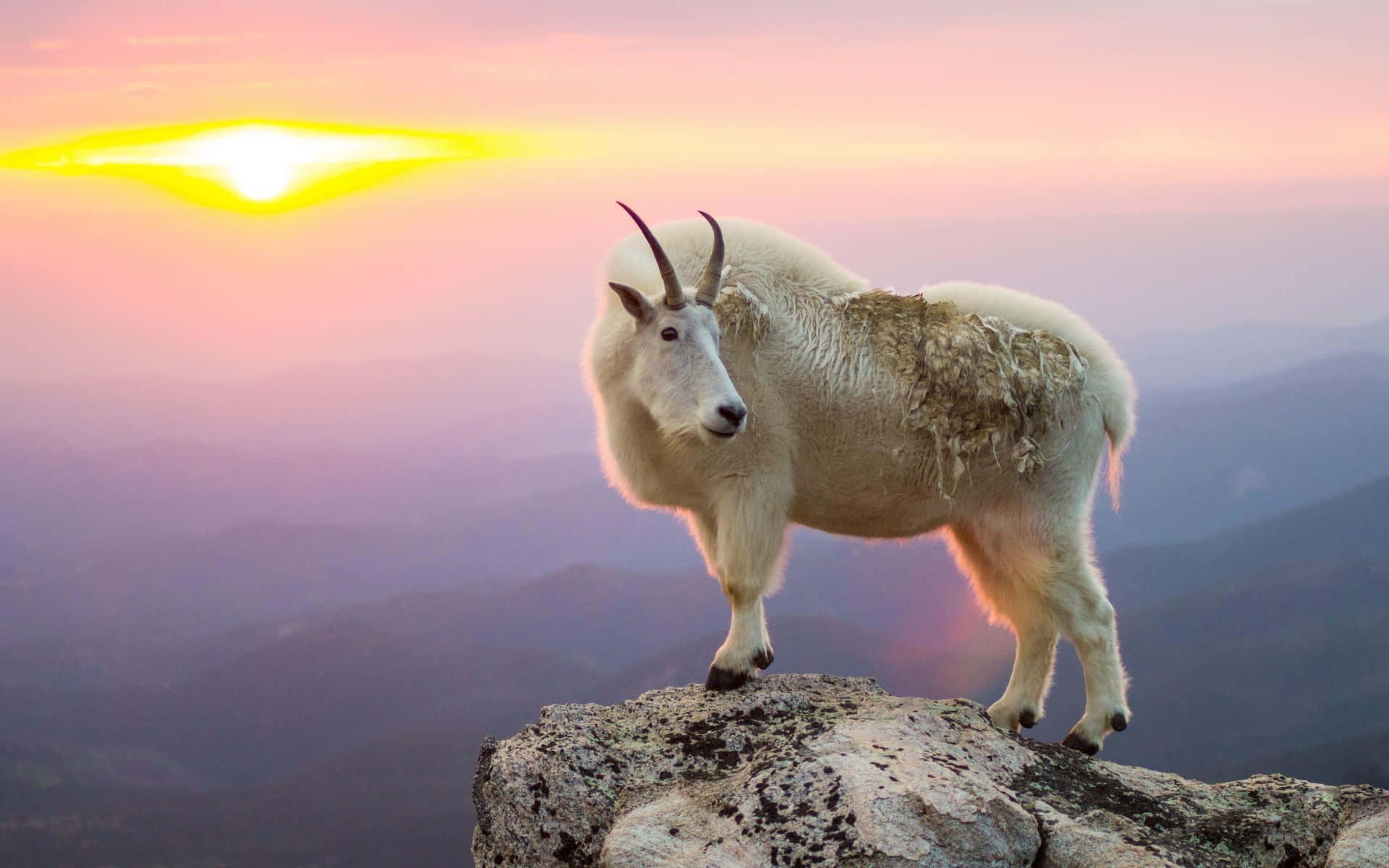 Mountain Goat Sunset Perch Wallpaper