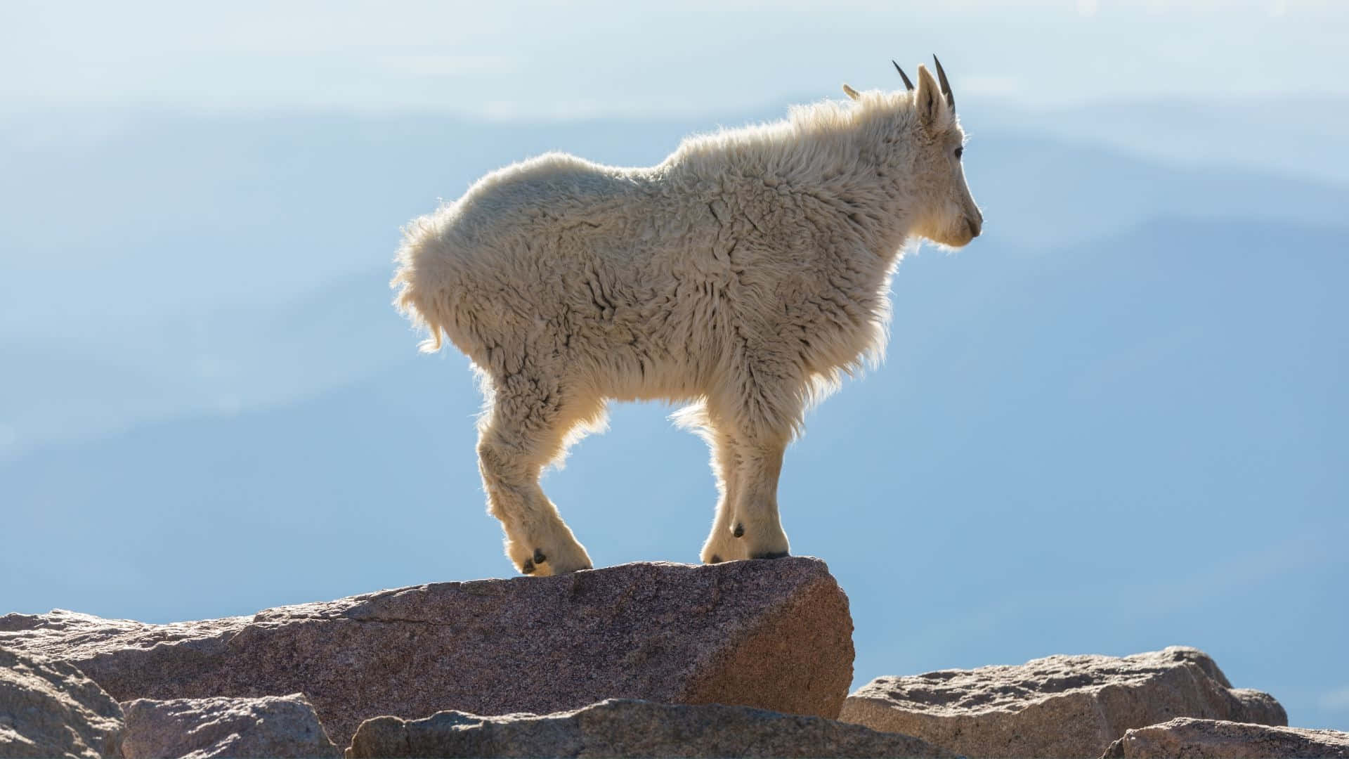 Mountain Goat Surveying Horizon.jpg Wallpaper