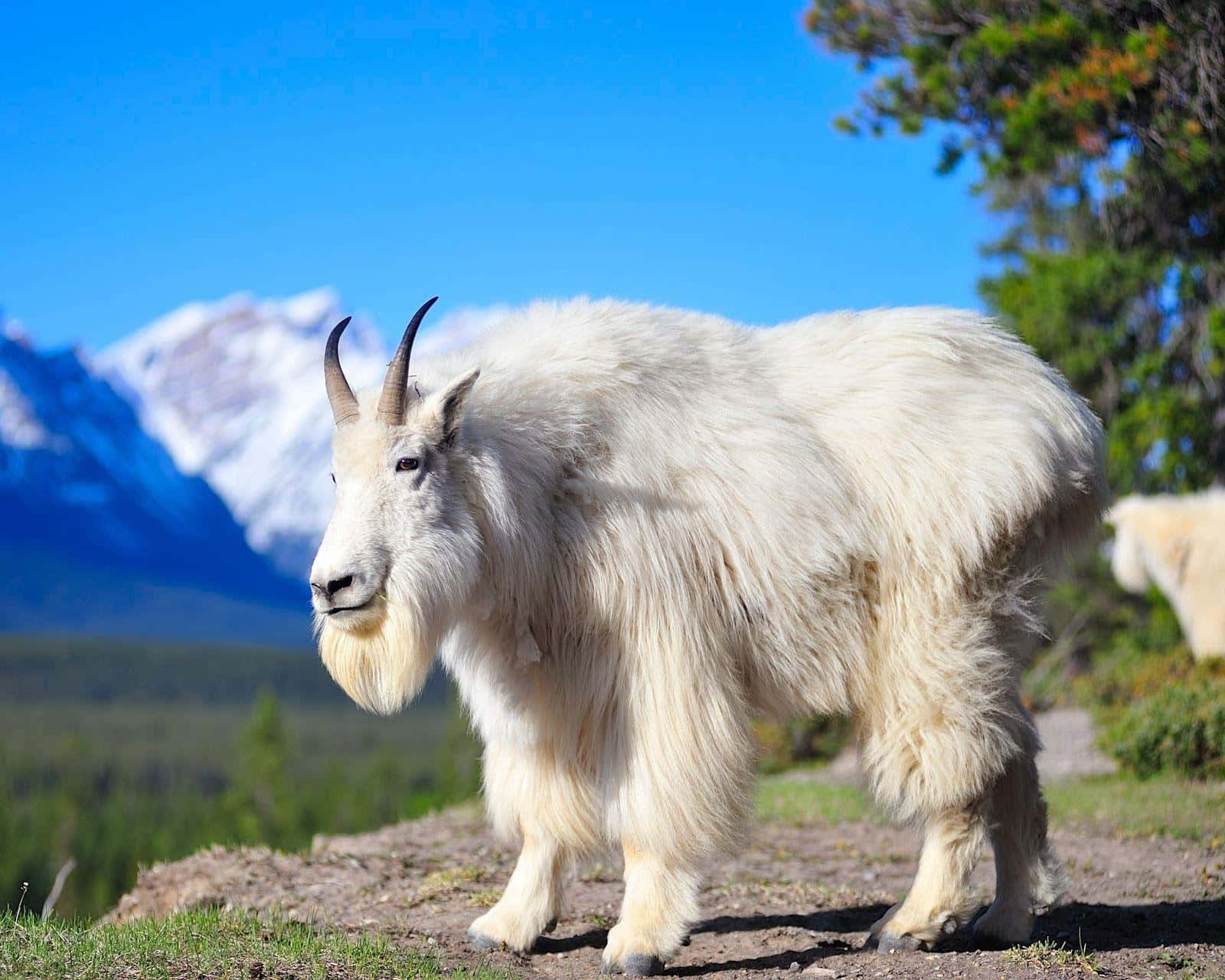 Mountain Goatin Natural Habitat.jpg Wallpaper