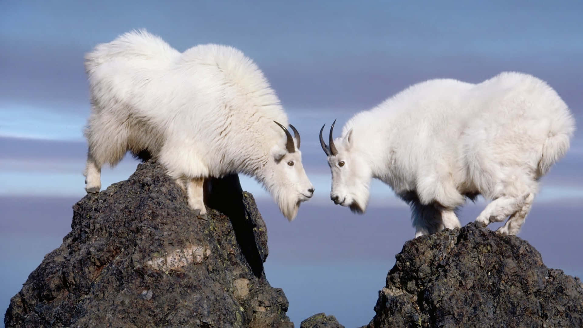 Mountain Goats Confrontationon Rock Wallpaper
