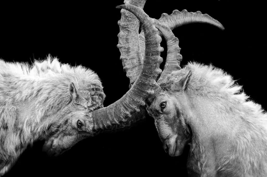 Mountain Goats Locking Horns Wallpaper