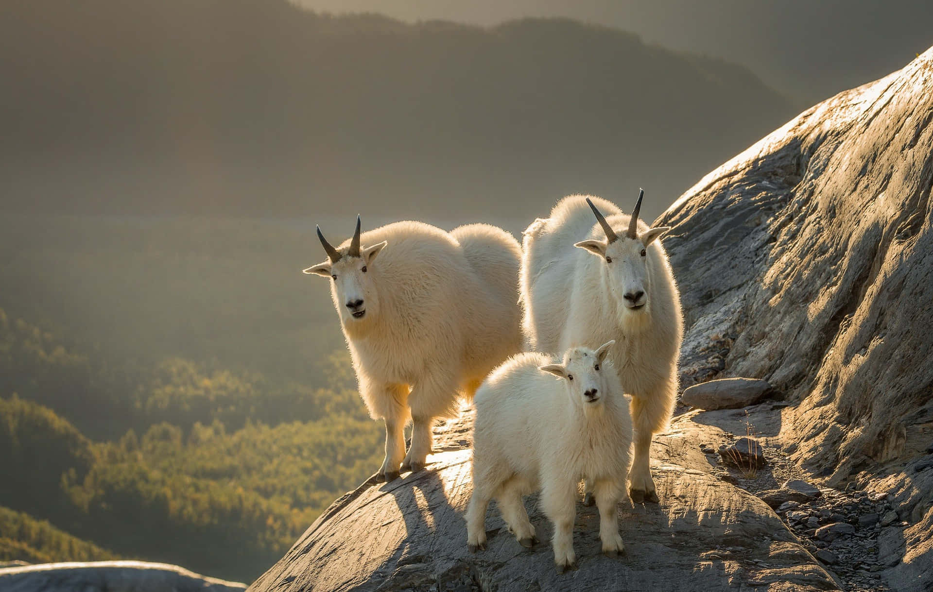 Mountain Goats Sunset Rocky Terrain Wallpaper