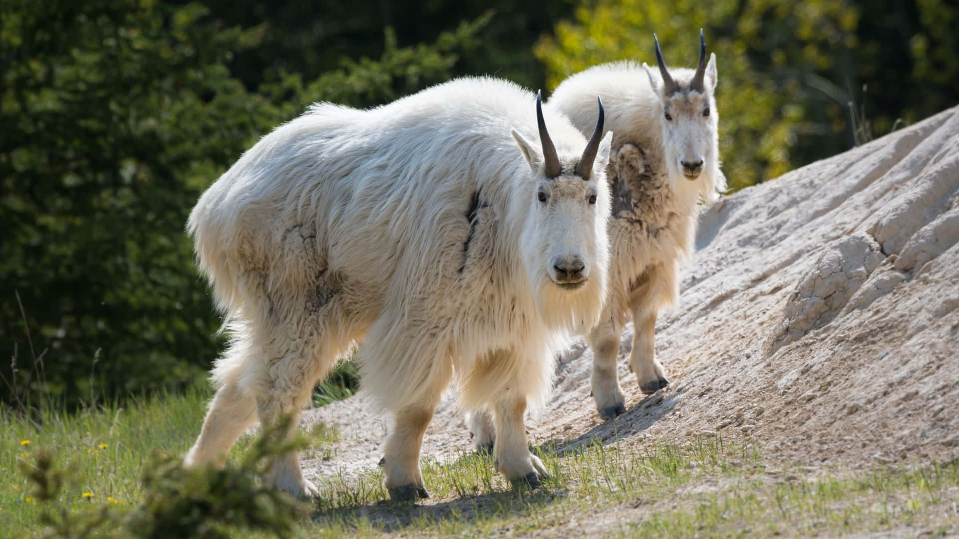 Mountain Goats Walking Together Wallpaper