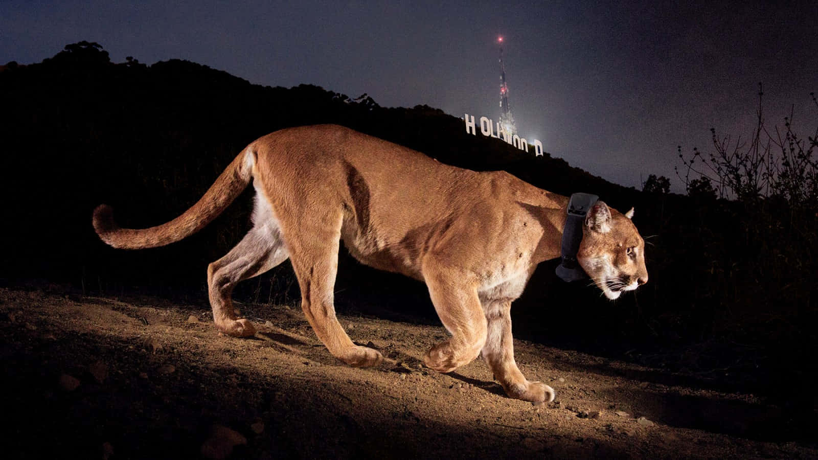 Mountain Lion Hollywood Sign Night Wallpaper