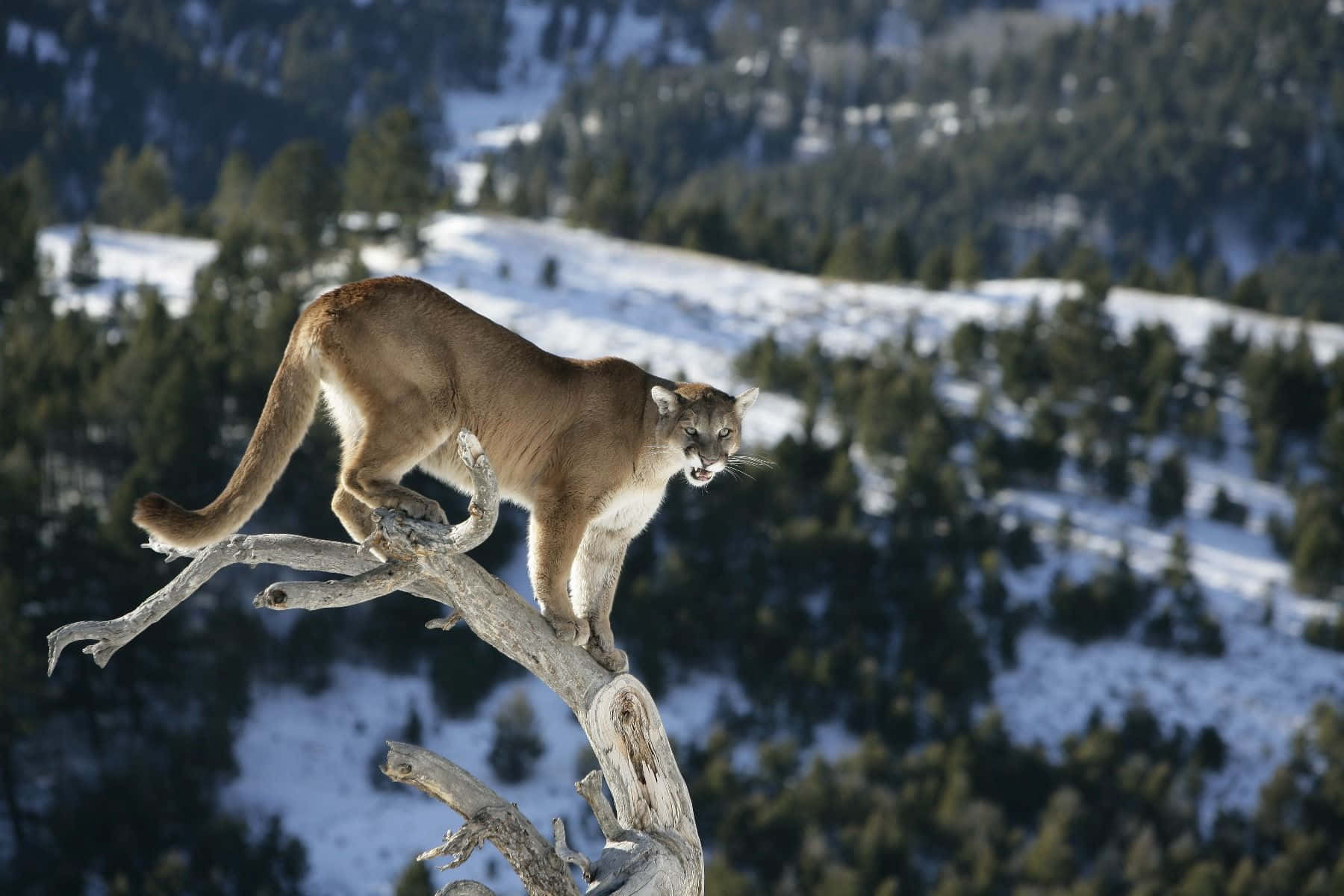 Mountain Lion On Tree Branch Wallpaper