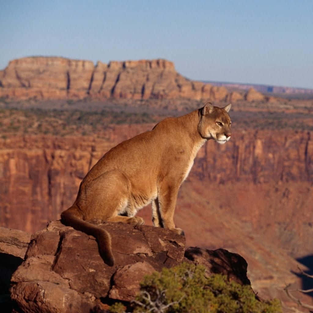 Mountain Lion With Mountain View Picture