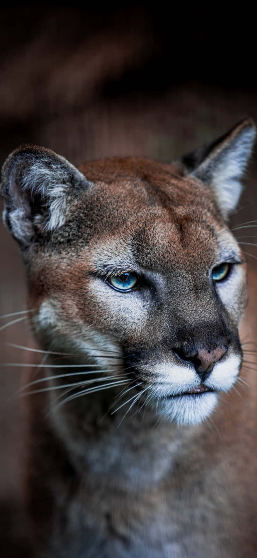 Mountain Lion With Blue Eyes Picture