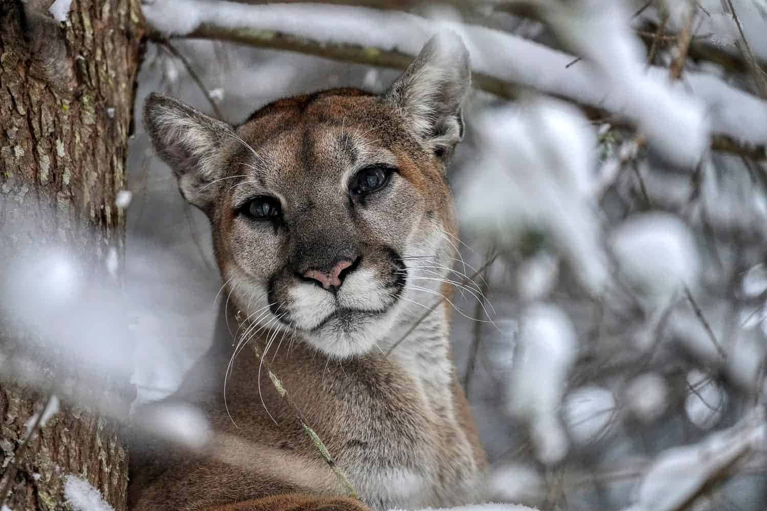 Mountain Lion Snowy Tree Picture