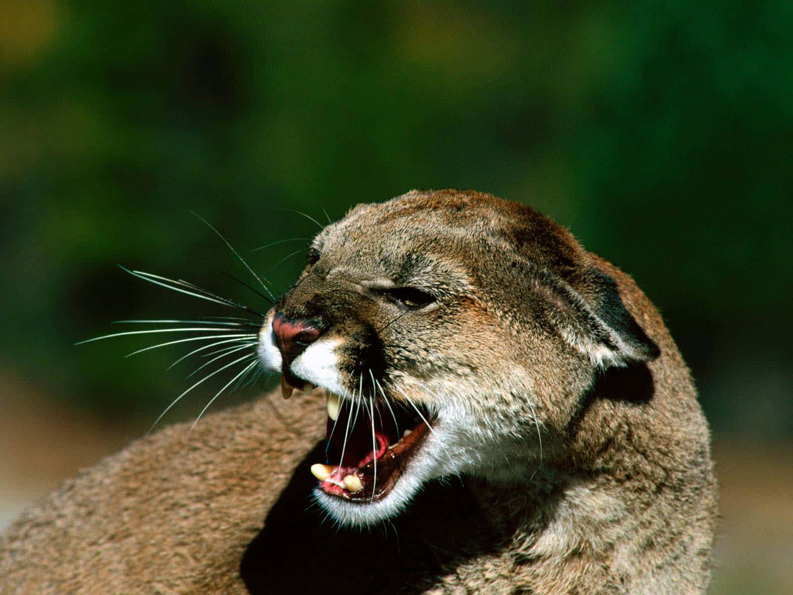 Angry Mountain Lion Cub Picture