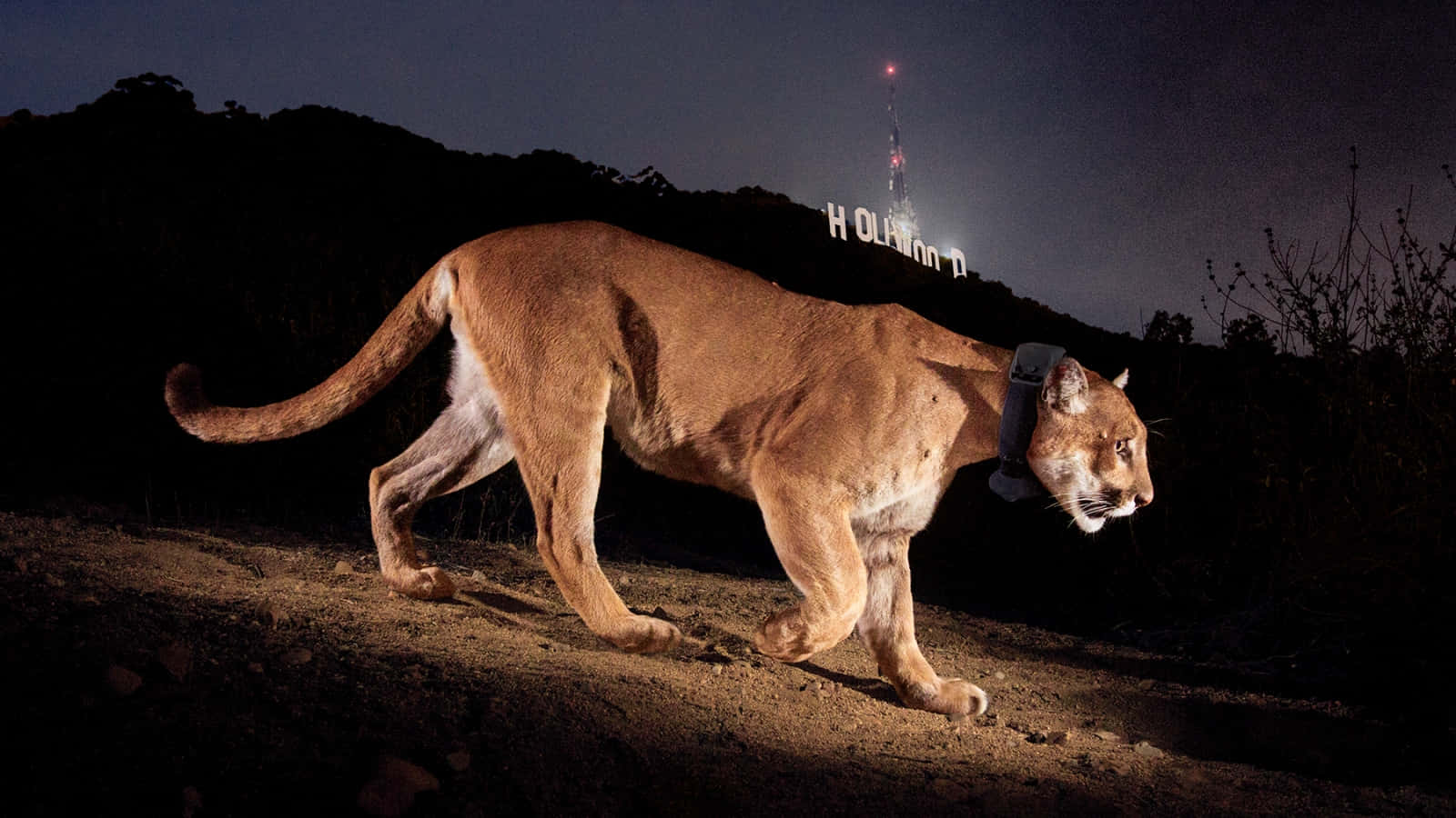 Mountain Lion In Hollywood Picture