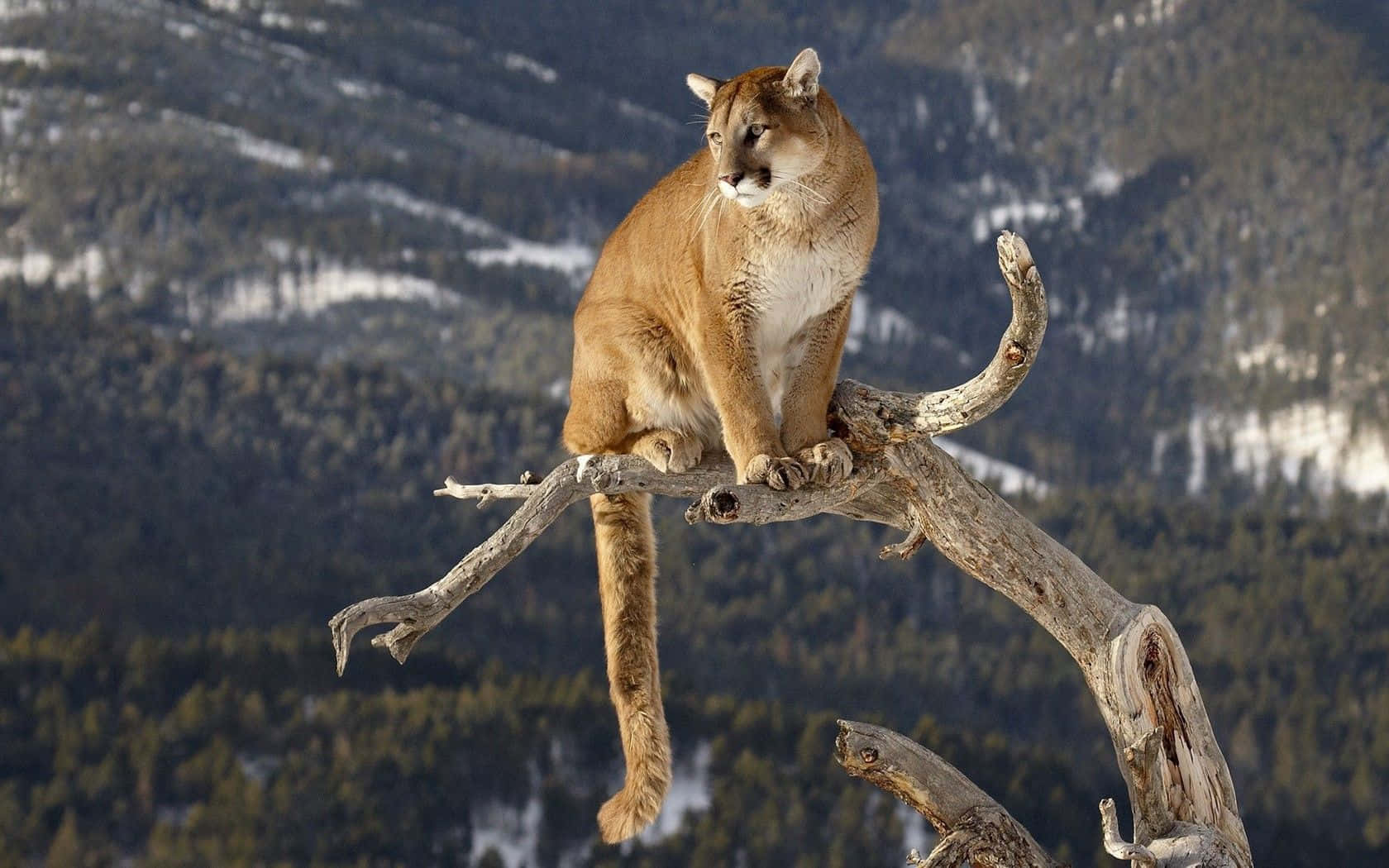 Sitting Mountain Lion On Tree Picture